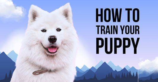 The Secret to Raising a Well-Behaved Dog: Mastering the Art of Training