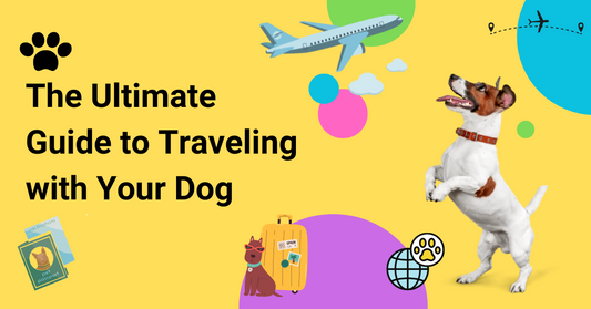 The Ultimate Guide to Traveling with Your Dog